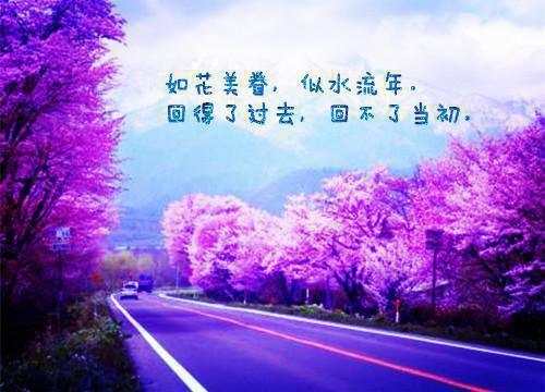 纯白花语小说（苏致宋妍）全文免费阅读无弹窗大结局_（纯白花语全文免费阅读无弹窗）苏致宋妍最新章节列表（纯白花语小说）