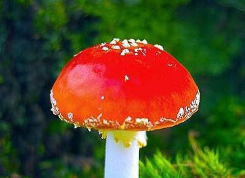 我放手后，竹马却疯了最新章节_我放手后，竹马却疯了全文免费阅读