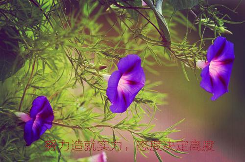 2023茅盾文学奖提名书籍：林白北去来辞