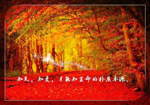 前妻归来，苏先生你输了最新章节_前妻归来，苏先生你输了全文免费阅读