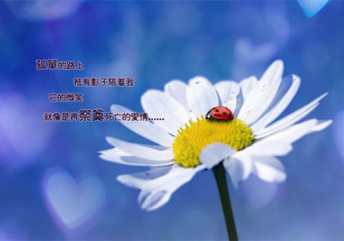 沈离歌呼延行哪里可以看 沈离歌呼延行免费阅读第1章