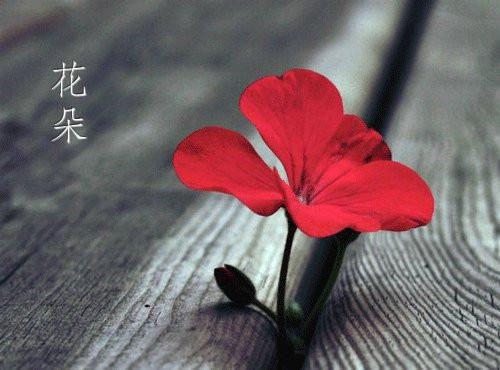 (热推新书)程轻语谈戚言完整版免费小说无弹窗阅读_程轻语谈戚言最新章节列表（程轻语谈戚言）