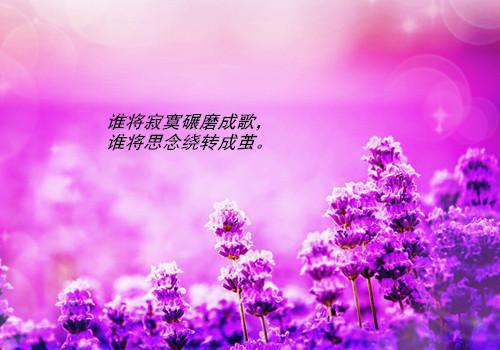 诗人的励志故事