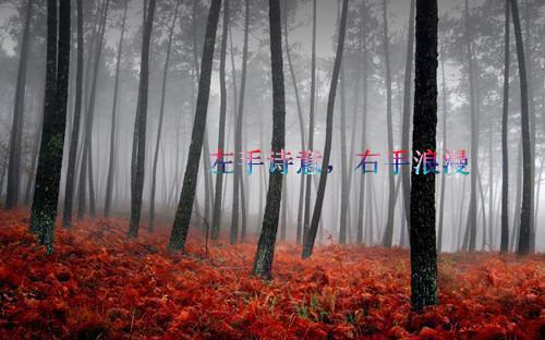 林溪陆景深小说免费阅读完整_林溪陆景深全文下载（爱意沉入夜的海：+后续+结局）无弹窗全章阅读