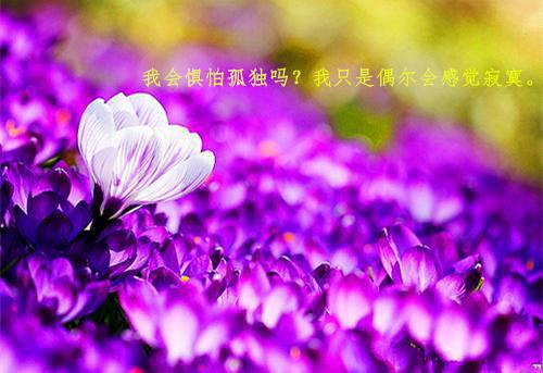 关于it项目管理成功案例