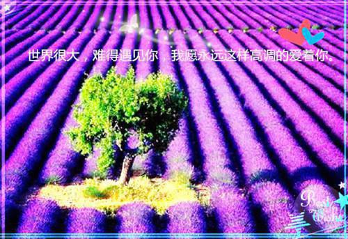 我在七夕节和总裁闪婚后，花完钱跑路了(零零萧)小说最新章节