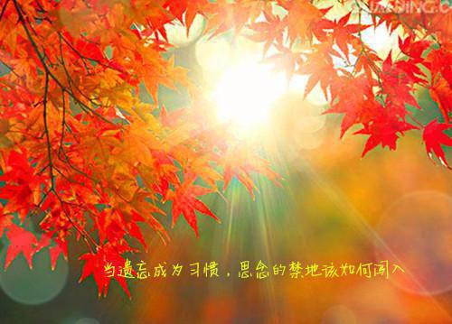 数据分析员个人英文简历模板