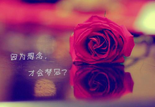 傅言柯晴（动情小花）全文免费阅读无弹窗大结局_(傅言柯晴免费阅读全文大结局)最新章节列表（动情小花）