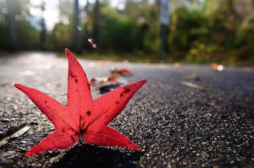 爆款小说救了疯批男人后，他总想掐我桃花， 林初夏江彦全文阅读最新