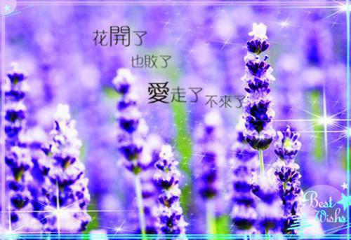 聪明的小羊编故事3篇