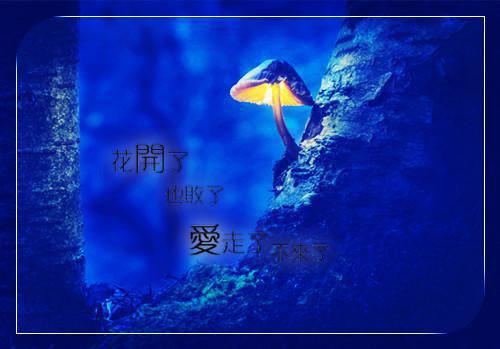 苏甜甜季连城最新章节_苏甜甜季连城全文免费阅读