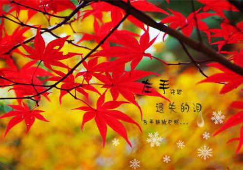 完结版卫月姝的小说卫月姝沈怀枫全文阅读