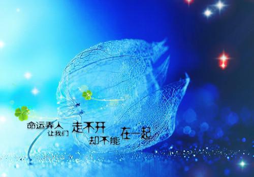 小说莲花经典语录