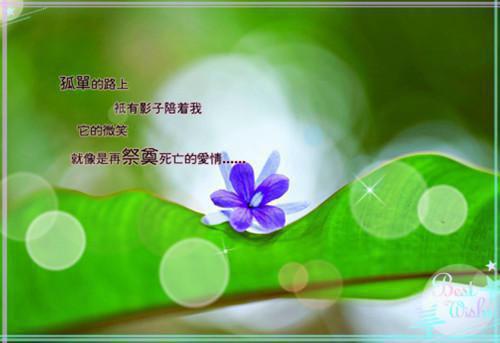 伪装成治愈向导，哨兵们嗜我成瘾:宁莜克莱因全文免费阅读无弹窗大结局_伪装成治愈向导，哨兵们嗜我成瘾:宁莜克莱因免费阅读