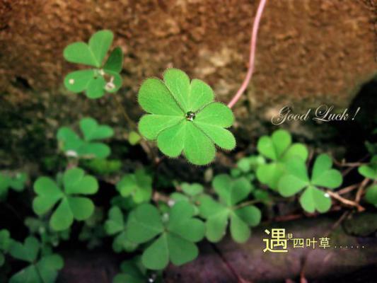 一些关于春节的对联