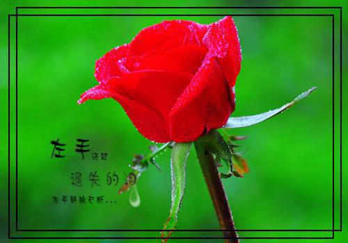 优秀护士求职简历模板