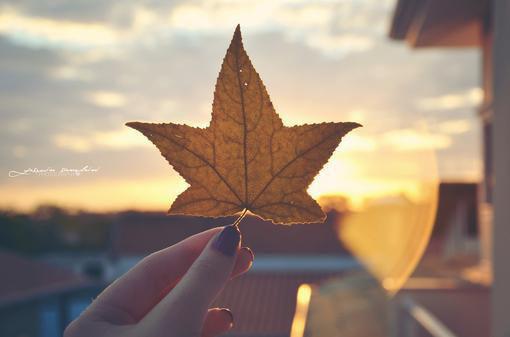 奈何惊鸿入我心：结局+番外江疏桐小说全文免费阅读