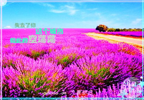 行政司机应聘简历范文优秀篇