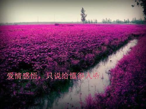 念念不忘陆雪婷江煜城阿茹免费小说在哪看_全本免费完结小说念念不忘陆雪婷江煜城阿茹_小说完整版念念不忘陆雪婷江煜城阿茹_念念不忘