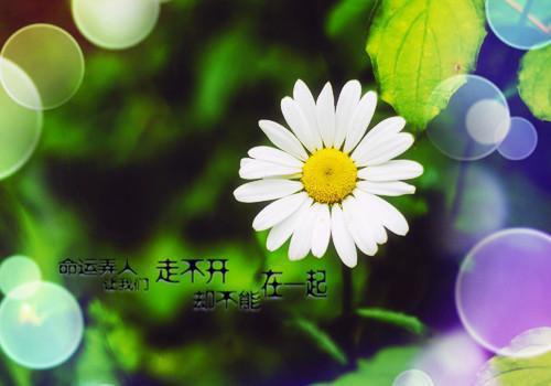 因为一盆花，我认出我爸是冒牌货最新章节_因为一盆花，我认出我爸是冒牌货全文免费阅读
