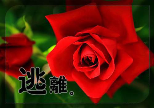 四合院：秦淮茹退婚，反手娶女神最新章节_四合院：秦淮茹退婚，反手娶女神全文免费阅读