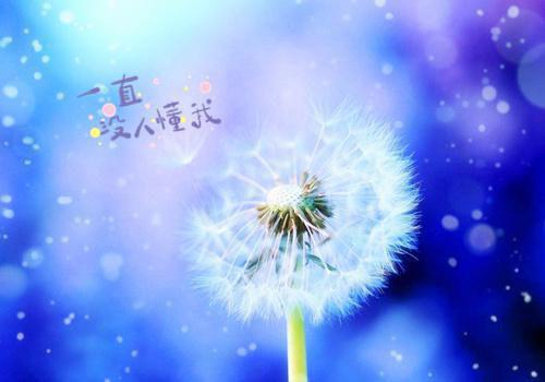 应届生会计简历范文