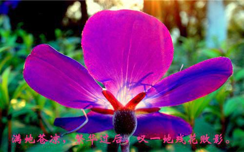 关于花的神话故事精选
