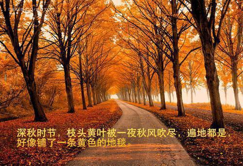 有关牡丹的经典传说牡丹花历史故事