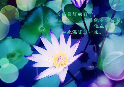 情出自愿，事过无悔小说全文免费阅读（白九川柳小婉）全文免费阅读无弹窗大结局_(白九川柳小婉)情出自愿，事过无悔小说免费阅读无弹窗最新章节列表（白九川柳小婉）