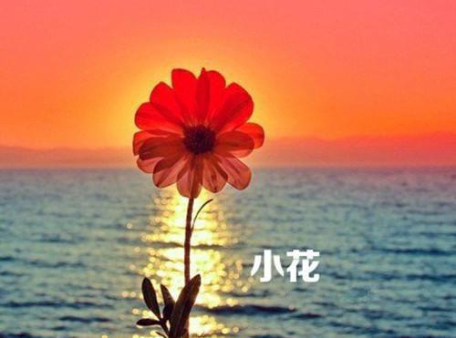 顾昭昭容城最新章节_顾昭昭容城全文免费阅读